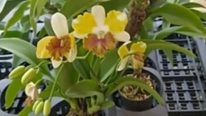 Дендробиум  Dragon Eye растит новый ростик. Спустя чуть меньше года от получения его посылкой.