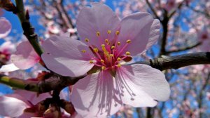 Очарование цветущего миндаля. Март.