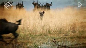 📸 Дикие реки Африки