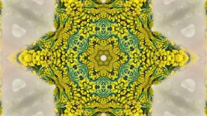 Весна! Мимозы для моей очаровательной ЗАНОЗЫ 7! Киностудия Мудрого Кота Тимофея!