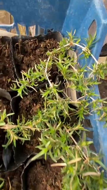 Шиловидный флокс