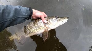 БЛЕСНА которая ВЫРУЧАЕТ летом на щуку.  Ловля щуки на спиннинг.  Рыбалка на щуку с лодки.