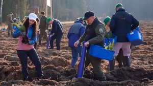 Более пяти тысяч деревьев высадили в Беларуси на месте вырубленных