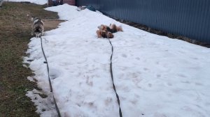 Выгуливаю Локки и Дану