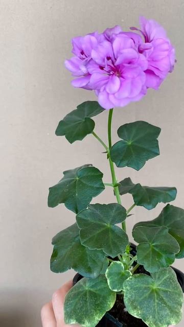 Пеларгония цветущая