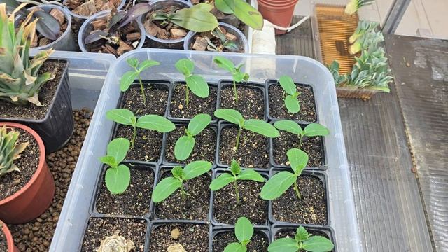 черный имбирь
кемпферия парвифлора