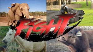 ВЕСЕЛАЯ КОРОВА, ЛОШАДКА, СЛОН И БЫК! 🐄🐎🐘🐃 КТО САМЫЙ КРУТОЙ ТАНЦОР? МУЛЬТИК-БАТТЛ ЖИВОТНЫХ