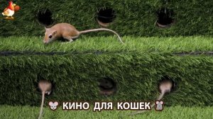 Видео для кошек про крысок развлекать питомцев 🐭🐀😂 (491)