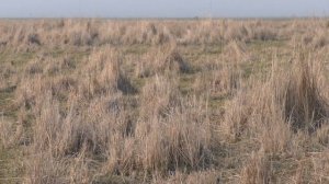 сезон охоты на жаворонков