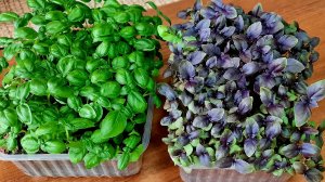 Самый ЛУЧШИЙ СПОСОБ ПОСЕВА БАЗИЛИКА!!!