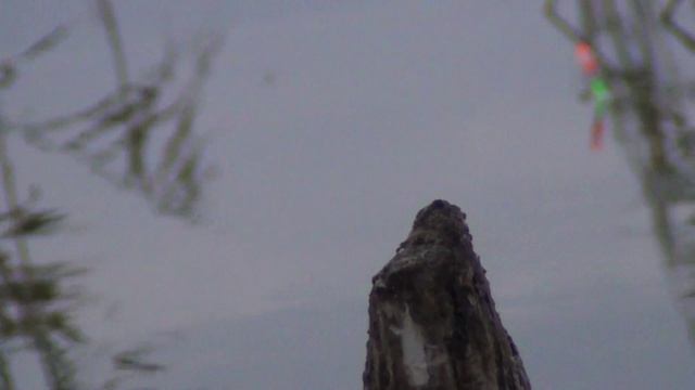 Рыбалка в тростнике на Поплавок