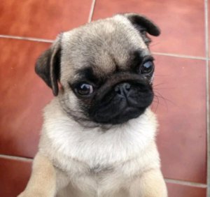 играем в роблокс, смотрим Ютуб короче сегодня вайбовый стрим!