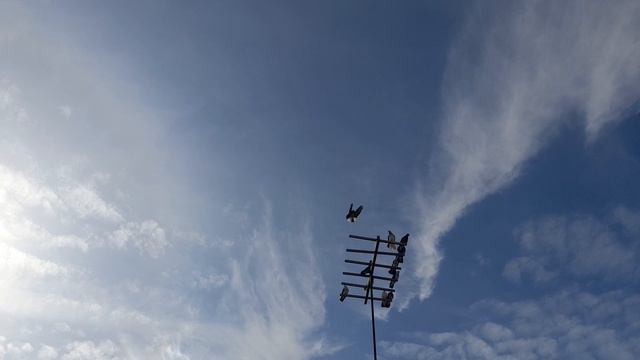 Николаевские голуби Липецкая область