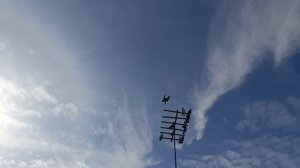 Николаевские голуби Липецкая область