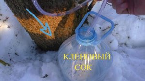 Далеко в лес — за кленовым соком! ДАЖЕ НАШЁЛ ГРИБЫ!!! Пока сок набирался, я сходил на рыбалку!