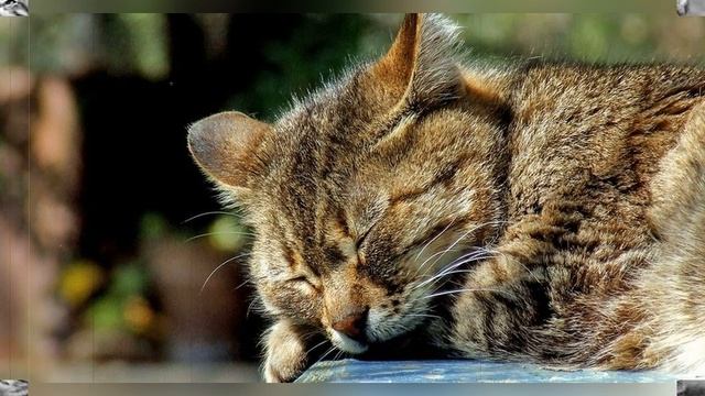 Один мой друг подбирает бездомных кошек