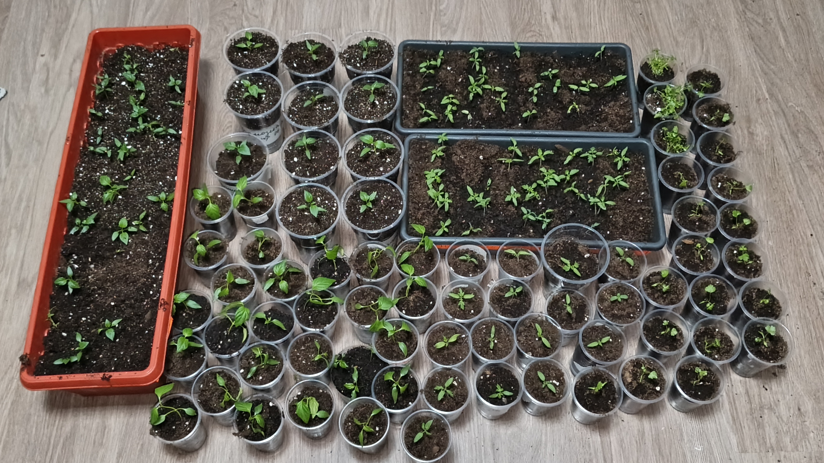 С рассадой управилась.Нервы сдали.Немного устала,но так бывает.🙂