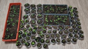 С рассадой управилась.Нервы сдали.Немного устала,но так бывает.🙂