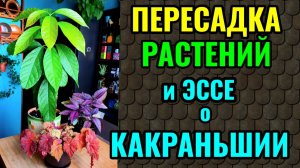 Пересадка растений и ода стране Какраньшии)