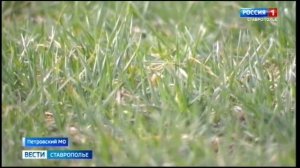 Ставропольские аграрии борются с колониями грызунов