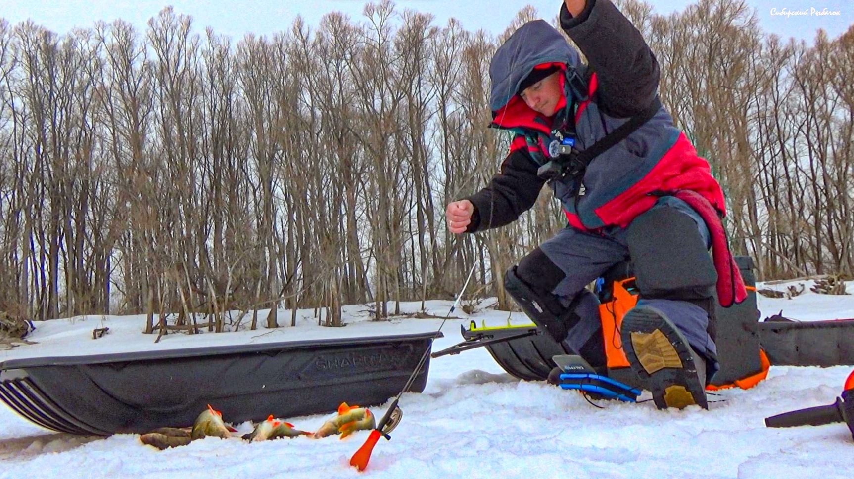 КОРЯЖНИК ЗАБИТ РЫБОЙ! САЗАН, ЩУКА, ГОРБАЧ! Весенняя рыбалка на Оби.
