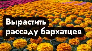 Как сажать бархатцы на рассаду, выращивание рассады бархатцев семенами дома
