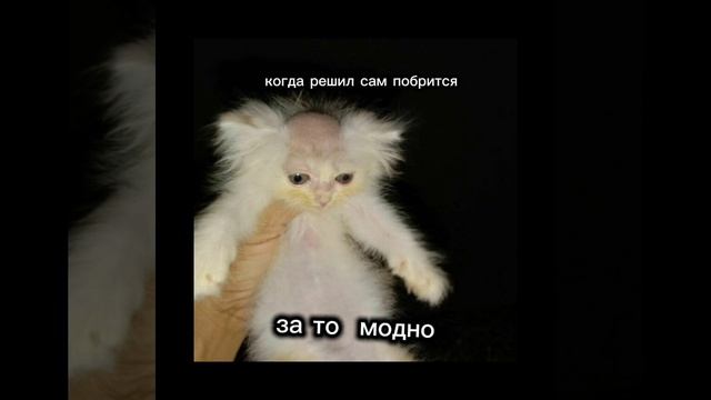 когда сам решил побрится