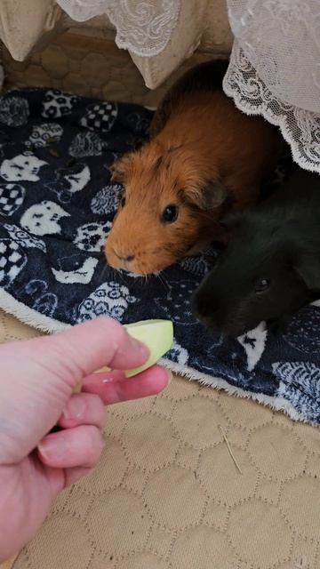 Про морских свинок и кабачок