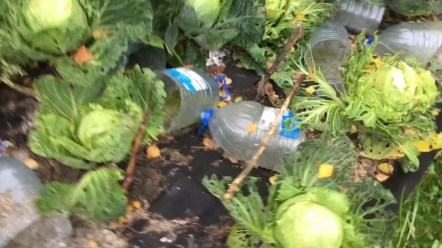 Капусту больше не посажу