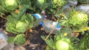 Капусту больше не посажу