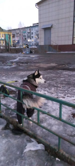 играю 
 в Standoff 2