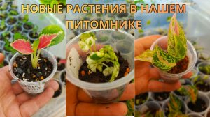 Новые растения в нашем питомнике: купили микроклоны Алоказий, Монстер и Каладиумов