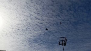 Николаевские голуби молоденькие