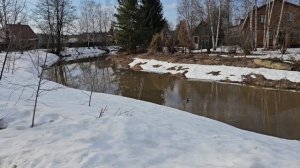 🔥пришёл Бычковский,  прилетели утки и Шоколадница🦋