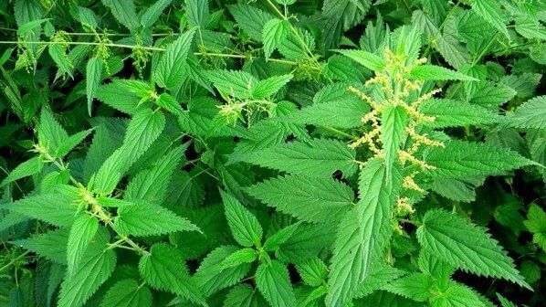 Обожгись и выздоравливай: Секрет растения, которое заменяет аптечку.