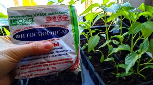 Фитоспорин для рассады. Как эффективно применять фитоспорин для выращивания рассады