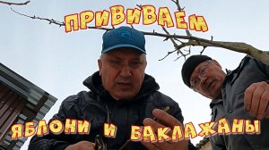 ПРИВИВАЕМ ЯБЛОНИ И БАКЛАЖАНЫ