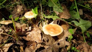 Всякие грибки...