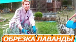 техника ВЕСЕННЕЙ ОБРЕЗКИ ЛАВАНДЫ СТАРЫХ И МОЛОДЫХ КУСТОВ с примером цветения после обрезки