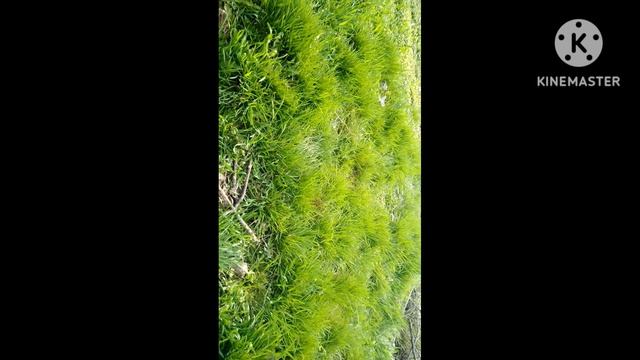 Первые цветы смотреть онлайн