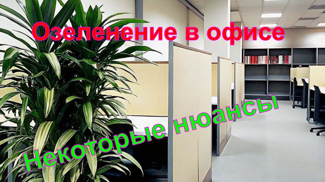Офисное озеленение. Некоторые нюансы.