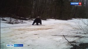 Костромские охотоведы предупреждают: для животных нашей полосы наступает климатическая весна