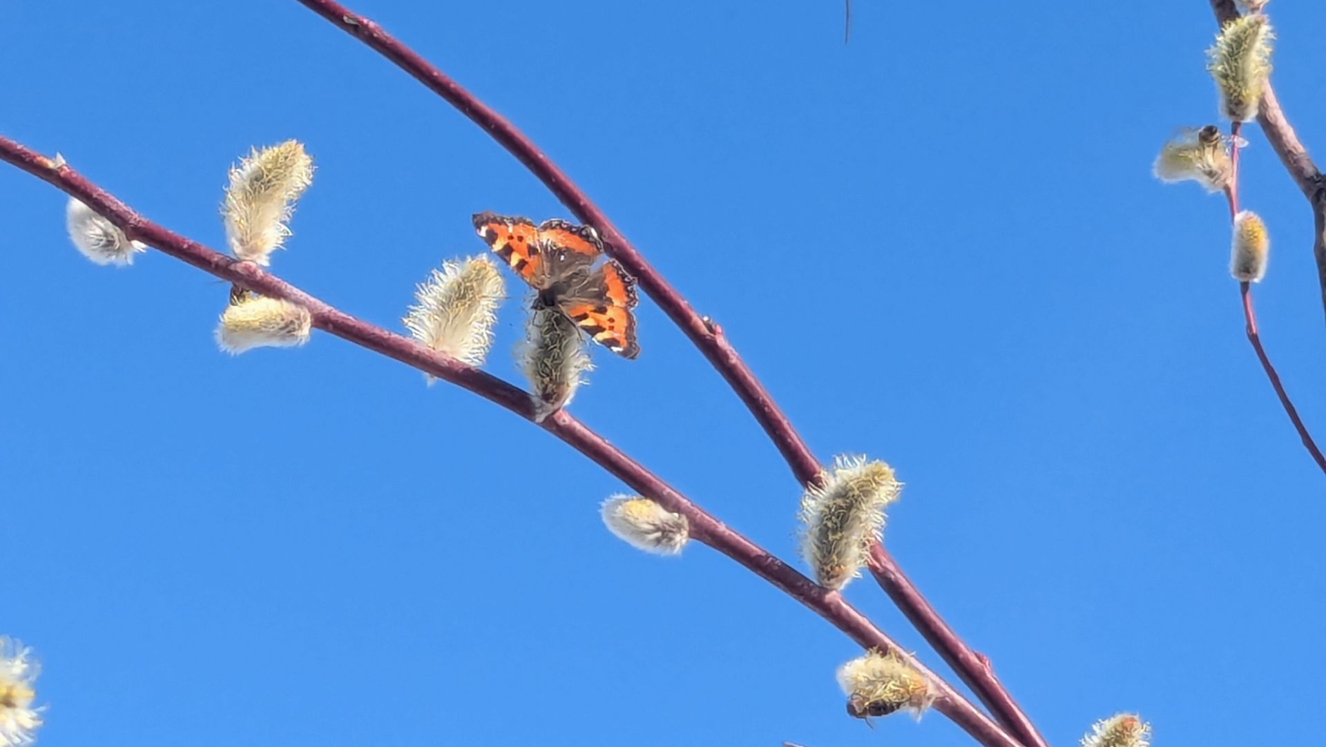 Продажа земельных участков в нашей деревне. Делала йогурт , а получился мягкий и нежный творожок.