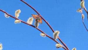 Продажа земельных участков в нашей деревне. Делала йогурт , а получился мягкий и нежный творожок.
