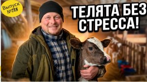 Переход телят на ЗЦМ без стресса сроки и дозировки. Пошаговая инструкция.