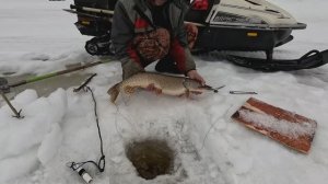 Жерлицы проверка . 38 день.