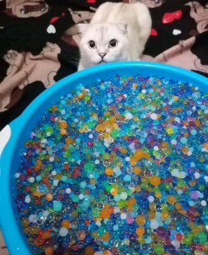 басики купаются 🏊 в орбизах🟢🎈🏀🏐🥎