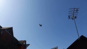 Николаевские голуби 28.03.2026 г