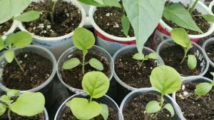 28.04.2026.Что с перцем? Томат,, Балконное чудо,, начал поспевать. Перевалка и пикировка рассады.