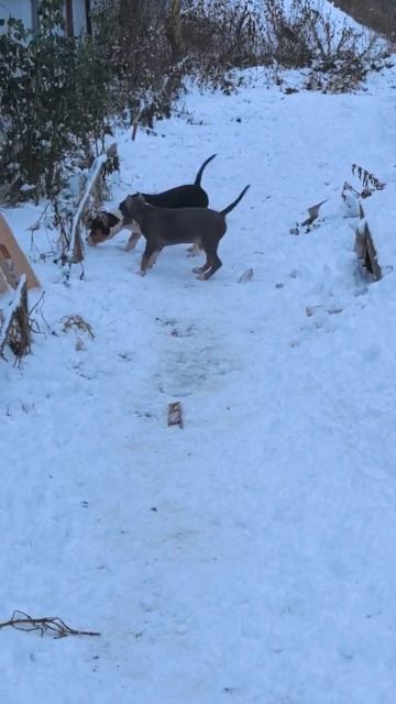 3.5 месяца, Сантиэль с сестрёнкой. декабрь 2024г.